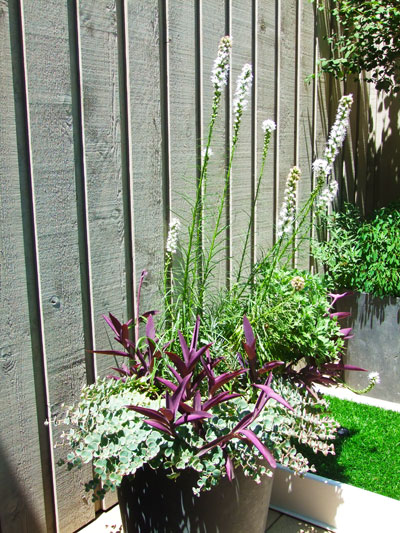 NYC Summer Annual & Perennial Display